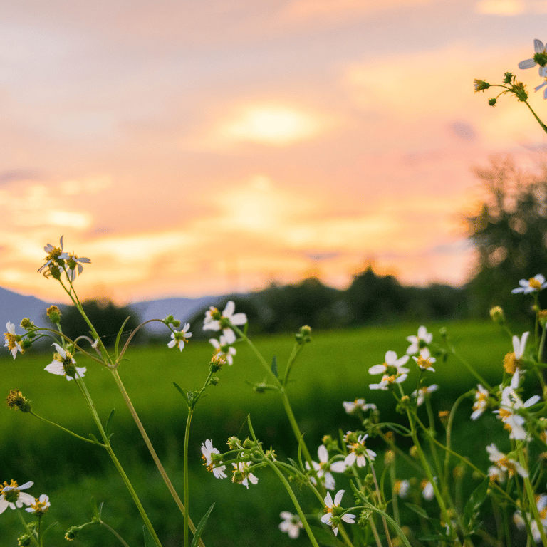 Ideel Omsorg Verdier